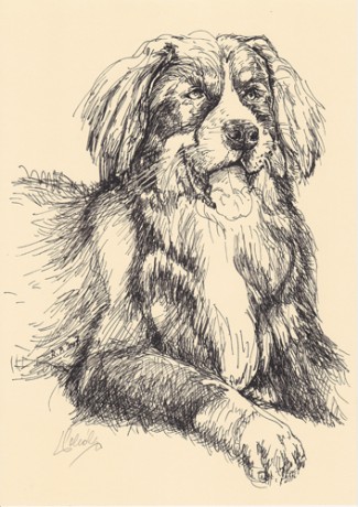Rudolf Pollák Bernský salašnický pes perokresba
