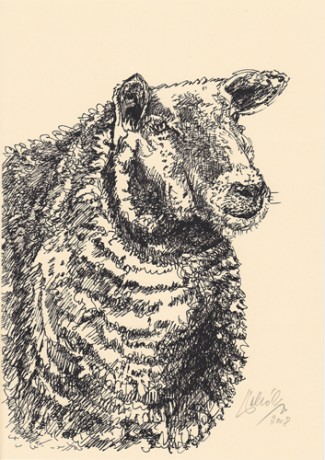 Rudolf Pollák Ovce perokresba