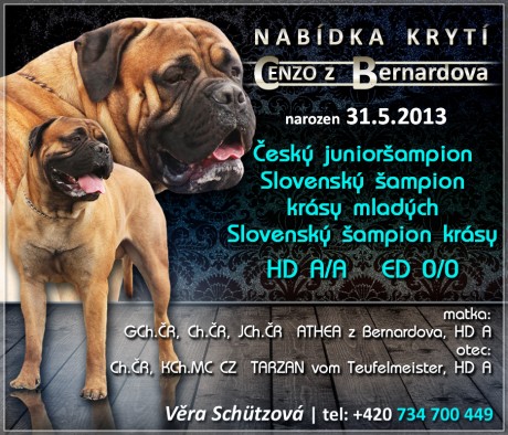 Krycí pes 2